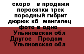 скоро . в продажи поросятки трех породный гибрит дюрюк кб. мангалец  фото в одно - Ульяновская обл. Другое » Продам   . Ульяновская обл.